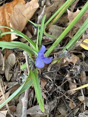Tradescantia ohiensis