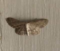 Idaea