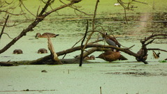 Callonetta leucophrys