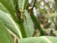 Araneus trifolium