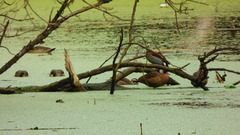 Callonetta leucophrys