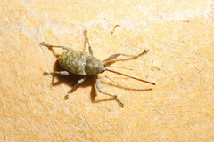 Curculio elephas