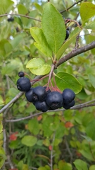 Aronia melanocarpa