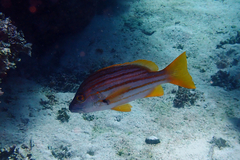 Lutjanus carponotatus