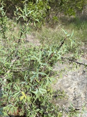 Berberis trifoliolata