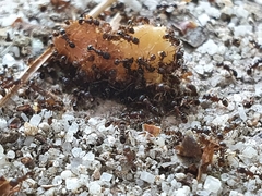Tetramorium tsushimae