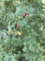 Rosa woodsii