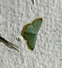 Comostolopsis stillata