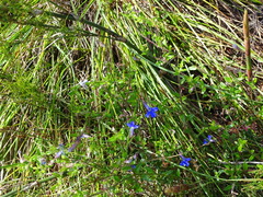 Lobelia neglecta
