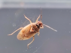 Orthops
