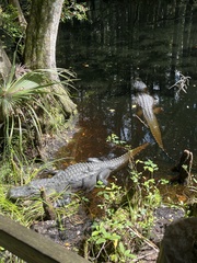 Alligator mississippiensis