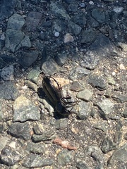 Pterostichus melanarius