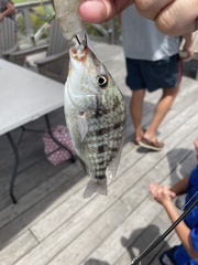 Orthopristis chrysoptera