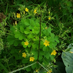 Oxalis stricta