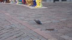 Columba livia domestica