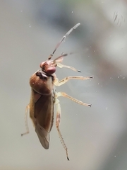 Orthops