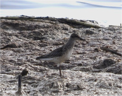 Calidris falcinellus