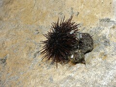 Echinoidea