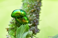 Chrysolina