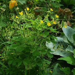 Oxalis stricta