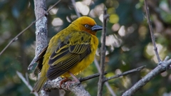 Ploceus capensis