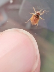 Orthops