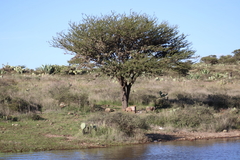 Vachellia