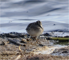 Calidris falcinellus