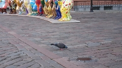 Columba livia domestica