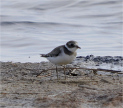 Charadrius hiaticula