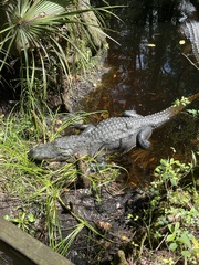 Alligator mississippiensis