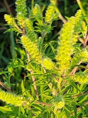 Ambrosiinae