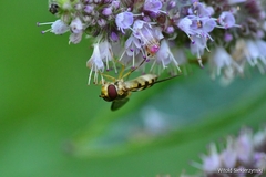 Meliscaeva cinctella