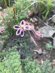 Pelargonium triste