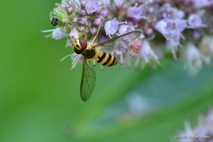 Meliscaeva cinctella