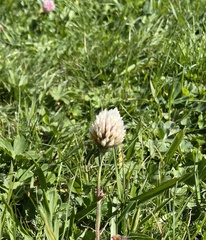 Trifolium