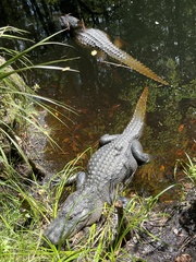 Alligator mississippiensis