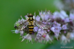 Meliscaeva cinctella