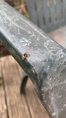Salticus scenicus