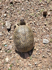 Terrapene ornata