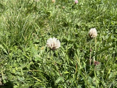 Trifolium
