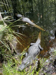 Alligator mississippiensis