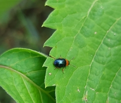 Gastrophysa polygoni