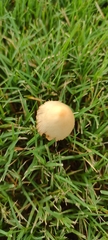 Conocybe apala
