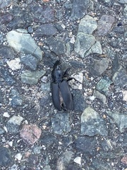 Pterostichus melanarius