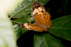 Cupha erymanthis lotis
