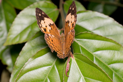 Cupha erymanthis lotis