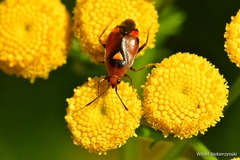 Deraeocoris ruber