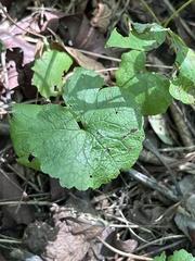 Alliaria petiolata