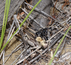 Decticus verrucivorus